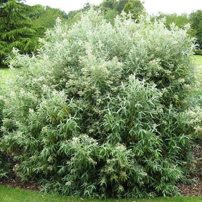 Buddleja_loricata
