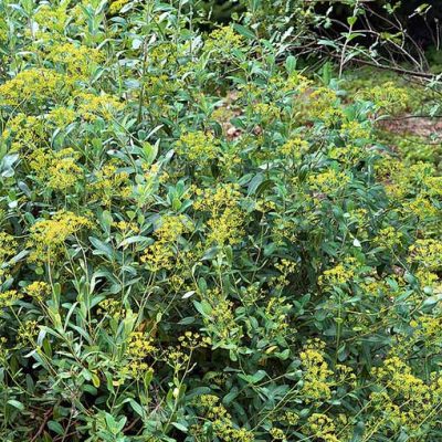 Bupleurum_fruticosum