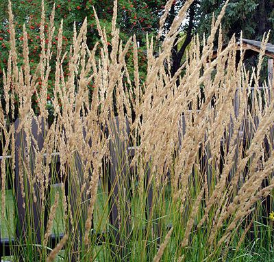 Calamagrostis_x_acutiflora_