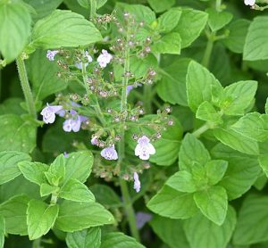 Calamintha_nepeta