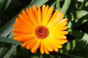 Calendula_officinalis_Souci_Bio