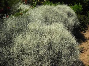 Calocephalus_brownii_1