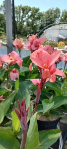 Canna_cannova_mango