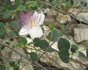 Capparis_spinosa