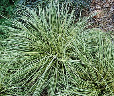Carex_oshimensis_Evergold