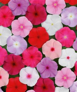 Catharanthus_roseus_Titan