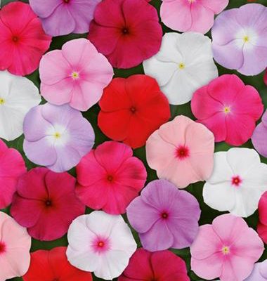 Catharanthus_roseus_Titan