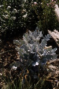 Centaurea macrocephala