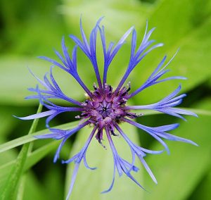 Centaurea_Montana
