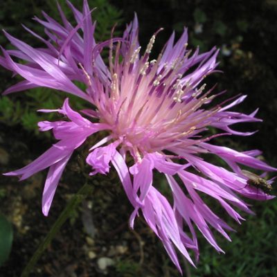 Centaurea_simplicaulis