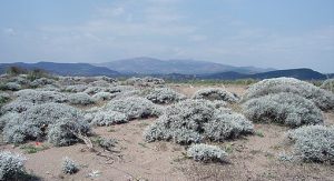 Centaurea_spinosa