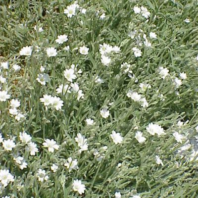Cerastium_tomentosum
