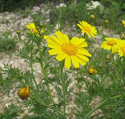 Chrysanthemum_coronarium_Chrysantheme_comestible_Bio