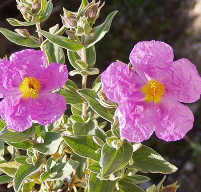 Cistus_albidus
