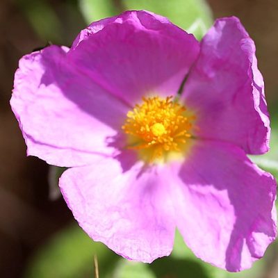 Cistus_incanus