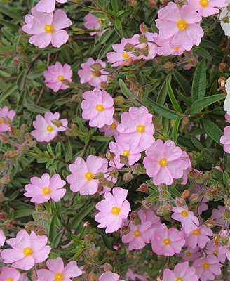 Cistus_skanbergii