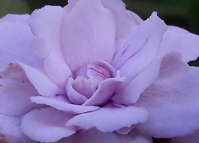 Clerodendron_fragrans
