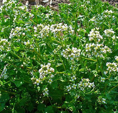Cochlearia_officinalis_Cranson_Bio