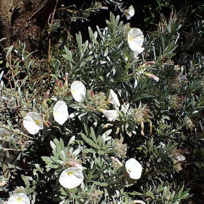 Convolvulus_cneorum