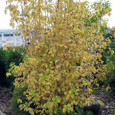 Cornus_sanguinea_Midwinter