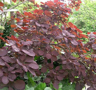 Cotinus_coggygria_Royal_Purple