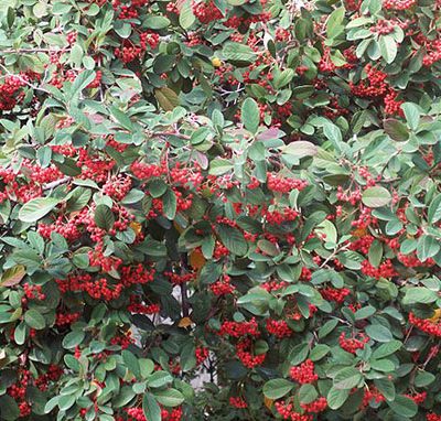 Cotoneaster_lacteus