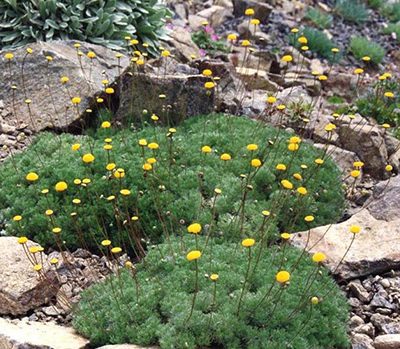 Cotula_hispida