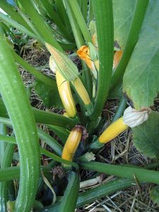 Courgette_jaune