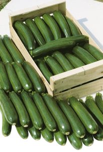 Courgette_tempra