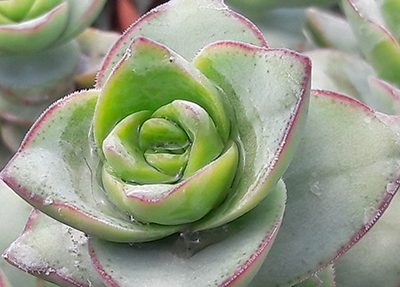 Crassula_perforata