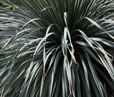 Dasylirion_glaucophyllum_1