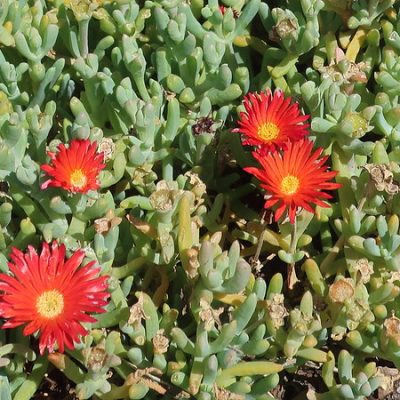 Delosperma_orange
