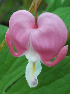 Dicentra_spectabilis