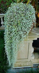 Dichondra_'Silver_Falls'