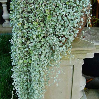 Dichondra_'Silver_Falls'