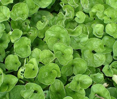 Dichondra_repens