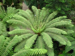 Dicksonia_antarctica