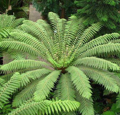 Dicksonia_antarctica