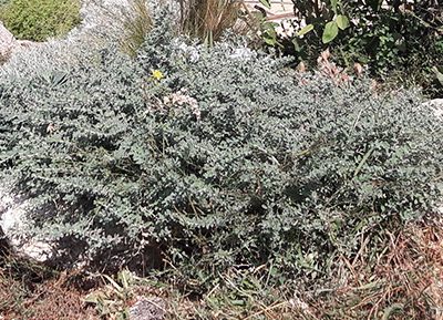 Dorycnium_hirsutum