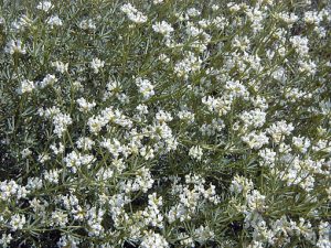 Dorycnium_pentaphyllum