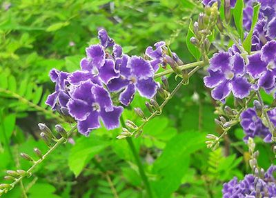 Duranta_Geisha_girl