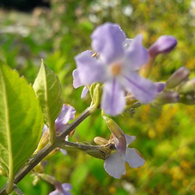 Duranta_erecta_fleur