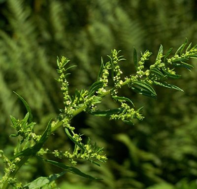Dysphania_ambrosioides_Epazote_Bio