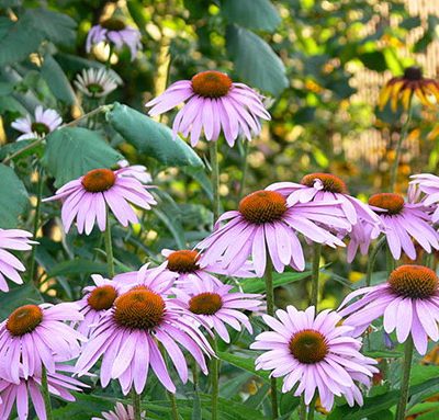 Echinacea_angustifolia