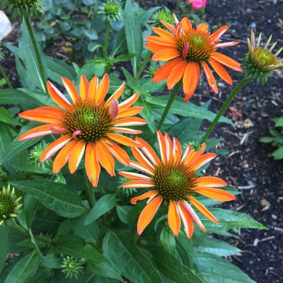 Echinacea_sombrero_orange