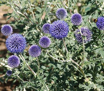 Echinops_ritro