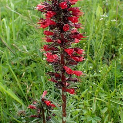 Echium_russicum