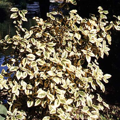 Eleagnus-x-ebbingei_Limelight_