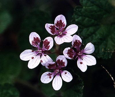Erodium-pelargonifolium