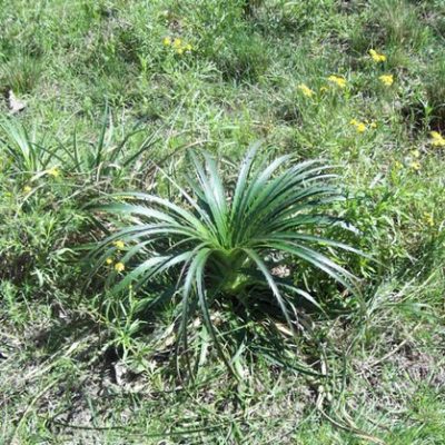 Eryngium_horridum